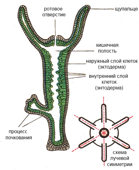 Кракен сайт store