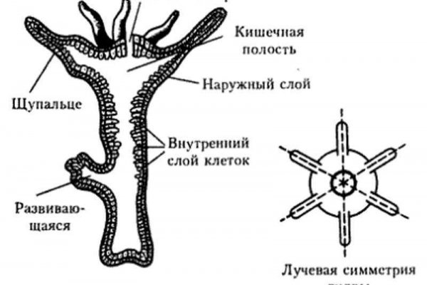 Сайты типа гидры